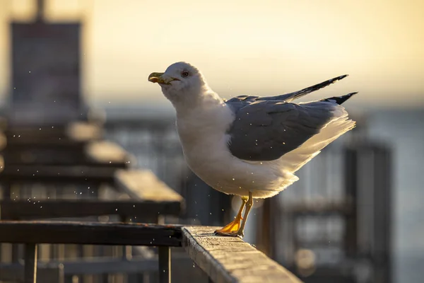 Eine Möwe Thront Auf Einem Brückengeländer Und Hält Ein Stück — Stockfoto