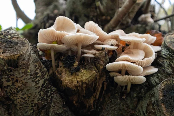 버드나무 꼭대기에 버섯이 — 스톡 사진