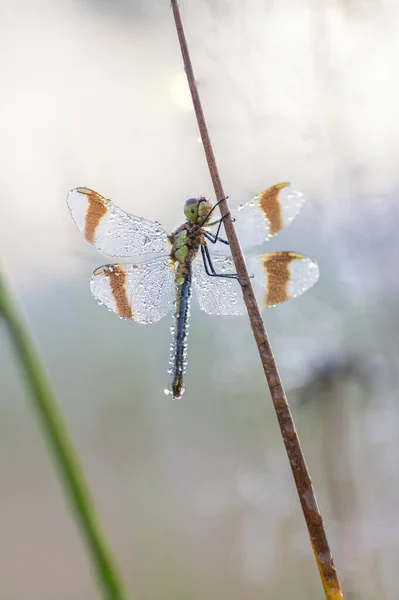 Hermosa Mariposa Sobre Fondo Blanco —  Fotos de Stock