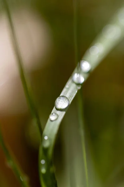 Вертикальный Снимок Дождевых Капель Траве Обоев Фона — стоковое фото