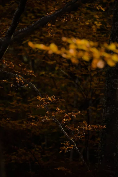 Plano Vertical Hojas Otoño Las Ramas Los Árboles — Foto de Stock