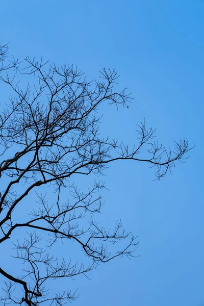 Ağaç Dalları Güzel Görünümü — Stok fotoğraf