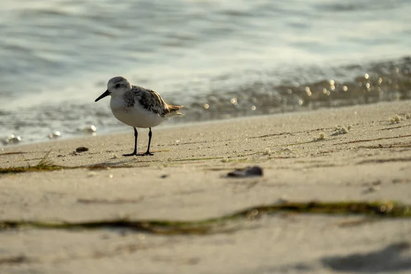 Scenic Shot Small Bird Perched Beach Sand — Photo