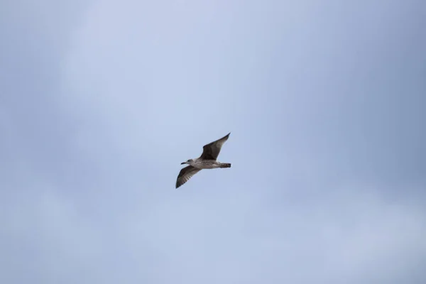 Uma Gaivota Voando Contra Céu Nublado — Fotografia de Stock