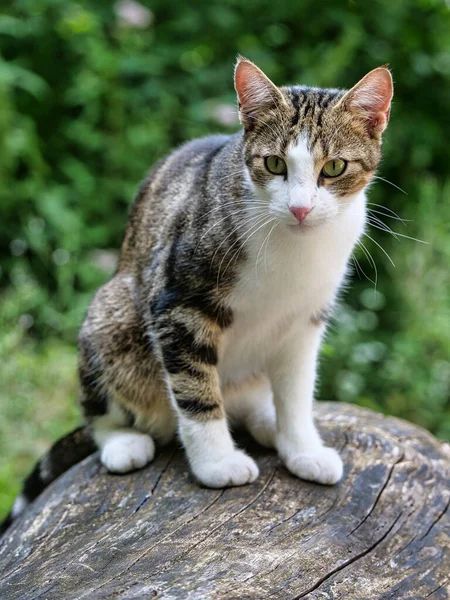 Kat Straat — Stockfoto