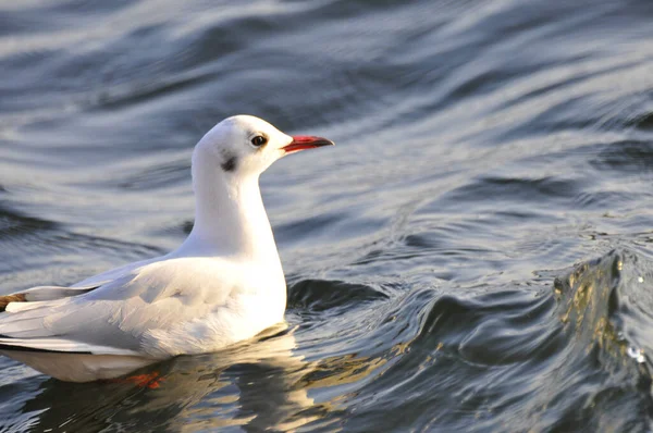 Closeup Common Gull Floating Sea — Fotografia de Stock