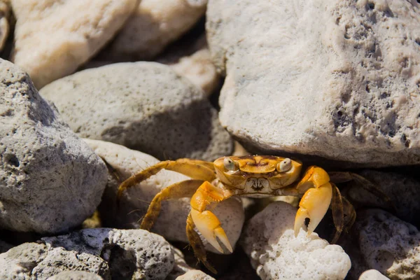 Crabe Sur Les Rochers Fermer — Photo