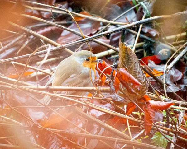 Красивый Снимок Птицы Естественной Среде Обитания — стоковое фото