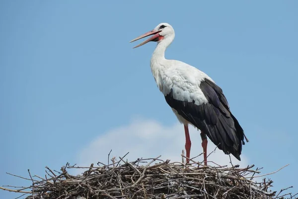 Belle Photo Oiseau Dans Habitat Naturel — Photo