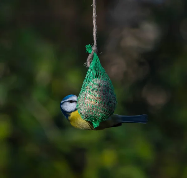 Foyer Peu Profond Petit Oiseau Assis Sur Branche Arbre — Photo