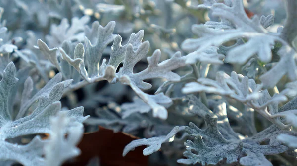 Primer Plano Una Planta Dusty Miller —  Fotos de Stock