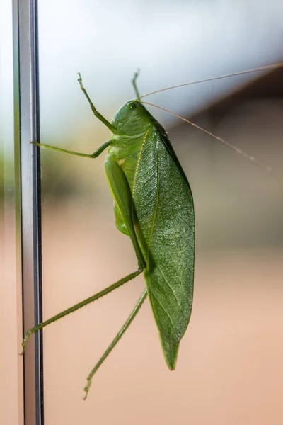 Pencereye Tırmanan Yeşil Bir Cırcırböceğinin Yakın Plan Çekimi — Stok fotoğraf