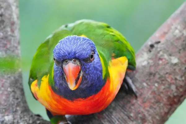 Zblízka Papouška — Stock fotografie