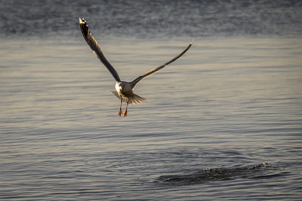 Велика Чайка Літає Над Морем Пошуках Їжі — стокове фото