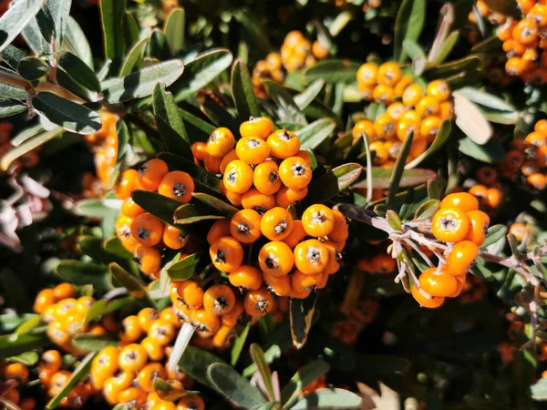 Een Close Van Sinaasappelbessen Van Vuurdoorns Tuin — Stockfoto