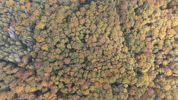 Aerial View Colorful Forested Mountains Autumn — Φωτογραφία Αρχείου