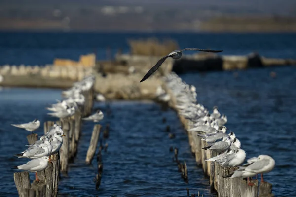 Zicht Meeuwen Zittend Houten Stokken Zee — Stockfoto