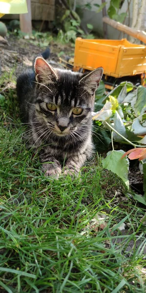 Primer Plano Gato Siberiano Paseo Por Campo Mirando Cámara —  Fotos de Stock