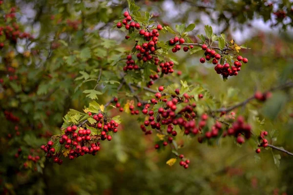 秋の森の中のビブラムの赤い果実 — ストック写真