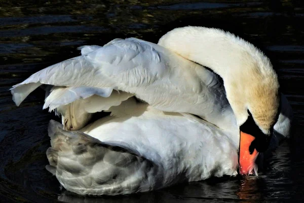 Oldham United Kingdom Nov 2021 Closeup Female Mute Swan Preens — Foto de Stock