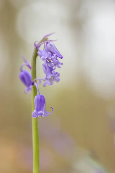 Belle Fleur Violette Dans Jardin — Photo