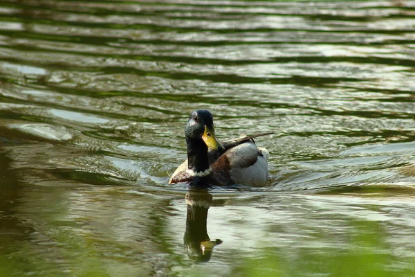 Canard Dans Eau — Photo