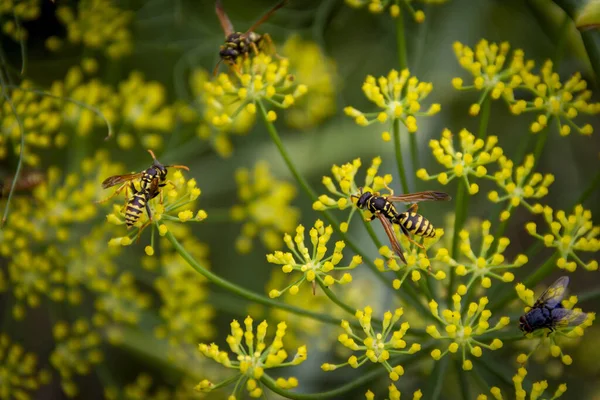 Macro Shot Bees Yellow Flower Shrubs Blurry Background — Zdjęcie stockowe