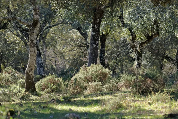 Bel Colpo Albero Verde Nella Foresta — Foto Stock