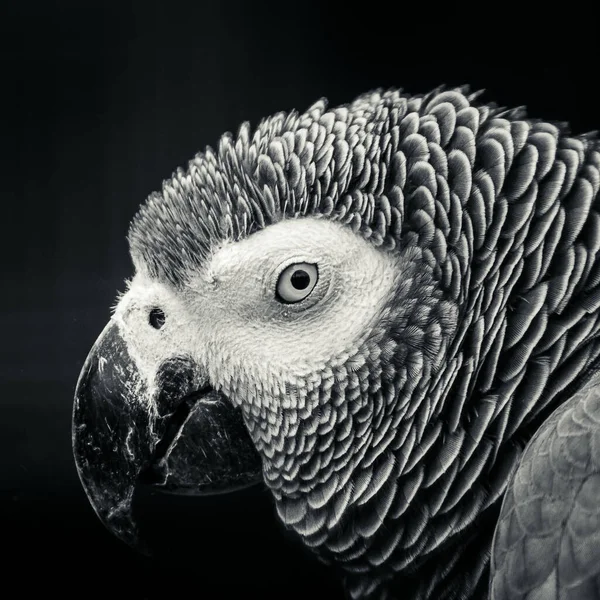 Ένα Γκρίζο Πορτραίτο Ενός Όμορφου Παπαγάλου Που Κοιτάζει Καμέα — Φωτογραφία Αρχείου