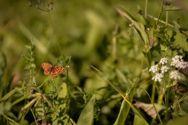 Schmetterling Auf Einer Blume Auf Naturhintergrund — Stockfoto