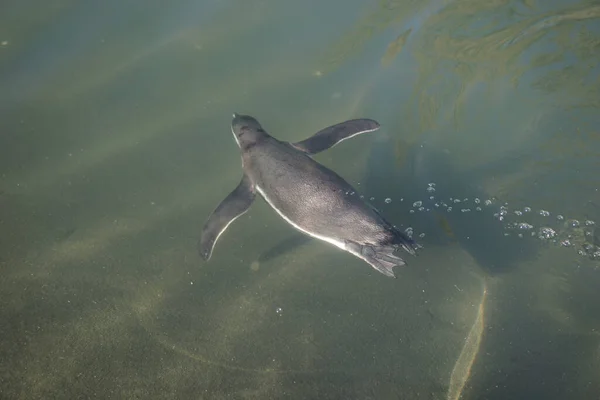 Ένας Πιγκουίνος Των Γκαλαπάγκος Κολυμπάει Στη Λίμνη — Φωτογραφία Αρχείου