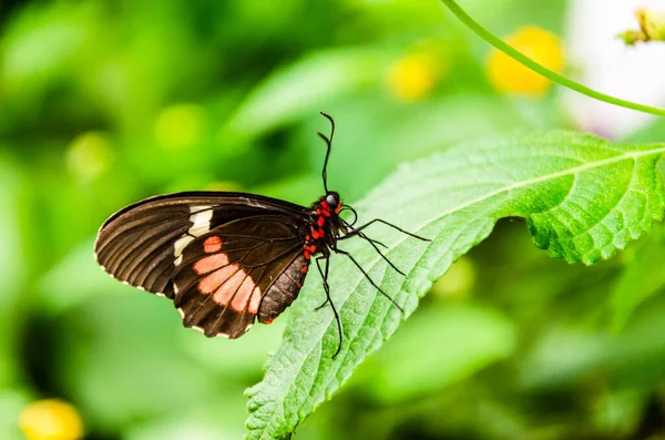 Eine Nahaufnahme Eines Parides Iphidamas Oder Herzschmetterlings Mit Roten Flecken — Stockfoto