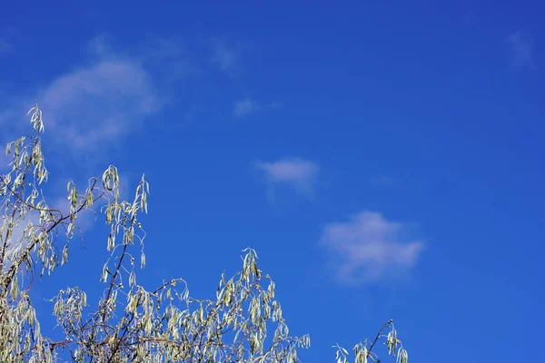 Folhas Murchas Uma Árvore Contra Céu Azul — Fotografia de Stock