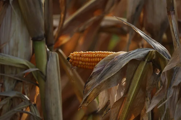 Een Ondiepe Focus Van Een Maïs Kolf Het Veld Herfst — Stockfoto