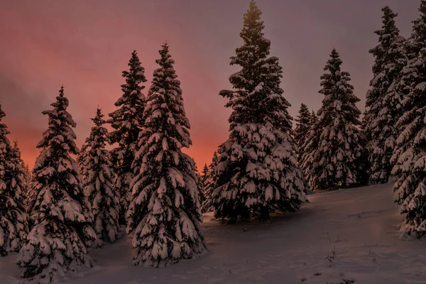 Mesmerizing Scene Snowy Fur Trees Icy Ground Orange Colorful Sky — Stock Photo, Image