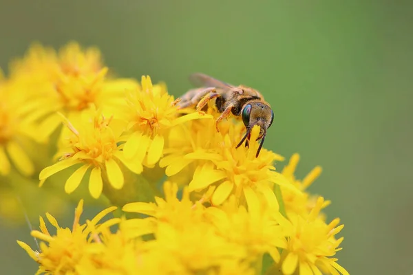 Macro Shot Bee Pollinating Yellow Flowers — стоковое фото