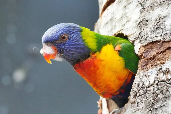 아름다운 색깔의 앵무새의 — 스톡 사진