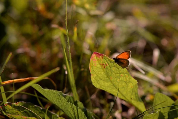 Красивая Бабочка Зеленой Траве — стоковое фото