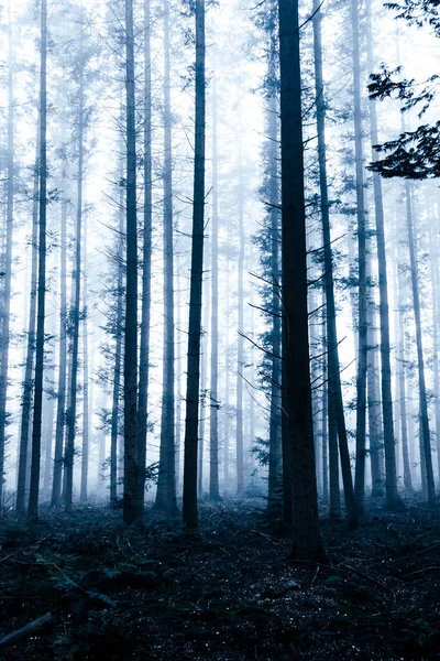 Foresta Nebbiosa Paesaggio Mistico — Foto Stock