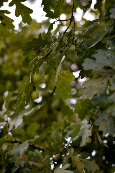 Zöld Levelek Növény Lombozat Háttérben — Stock Fotó