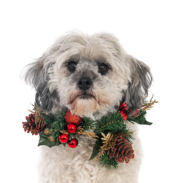 Портрет Собаки Скрещенными Породами Носящей Рождественский Венок Белом Фоне — стоковое фото