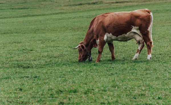 Коричневая Корова Кормит Траву Зеленом Поле — стоковое фото