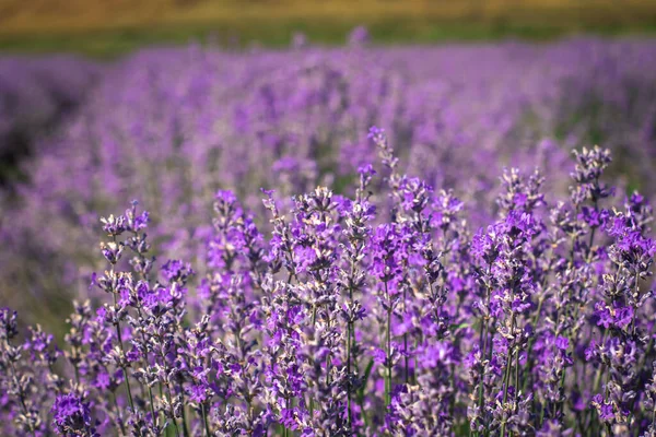 Großes Violettes Lavendelfeld Laufe Des Tages — Stockfoto