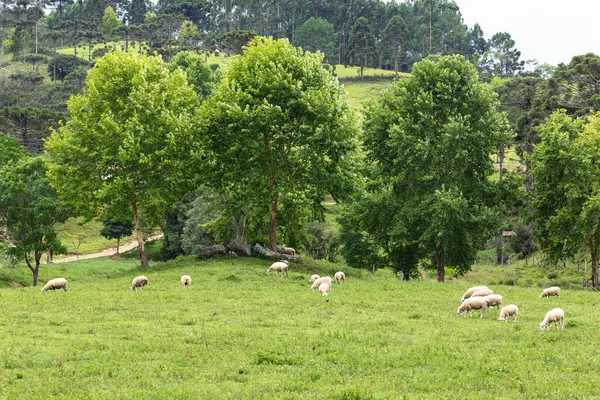 Eine Herde Schafe Weidet Frisches Grünes Gras Auf Dem Feld — Stockfoto