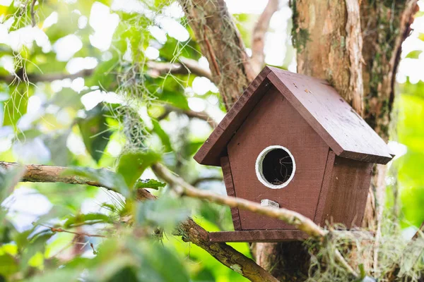 Painted Brown Birdhouse Fixed Tree Park Forest — Stok fotoğraf