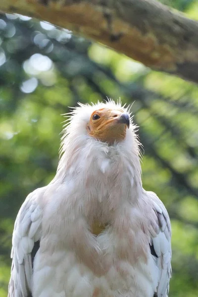 Hermoso Tiro Pájaro Hábitat Natural — Foto de Stock