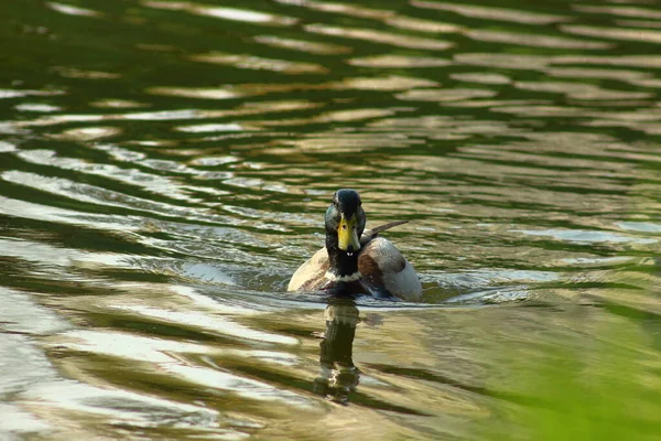 Hermoso Pato Nadando Agua — Foto de Stock