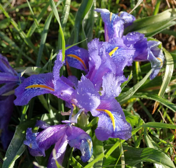 Rocío Mañana Los Iris Silvestres Florecientes —  Fotos de Stock