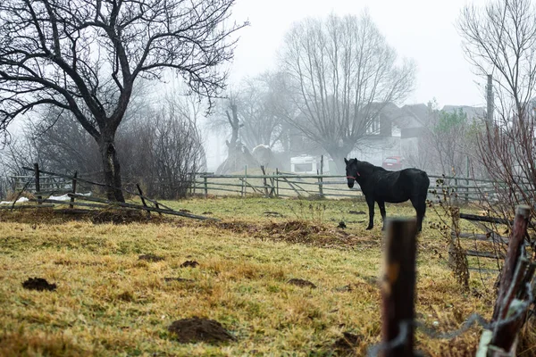 Cheval Dans Champ — Photo