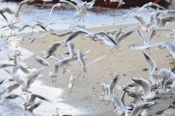 Group Sea Gulls Soaring Seashore —  Fotos de Stock